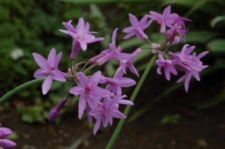 tulbaghia_violacea100624-2