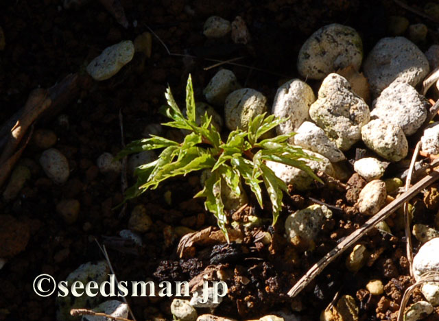 anemonopsis_macrophylla_20120326