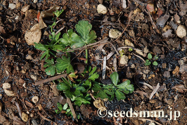 callirhoe_involucrata_20120328