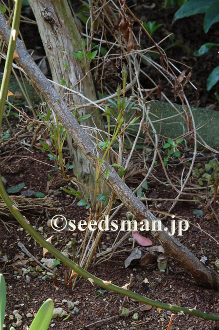 clematis_patens_20120328