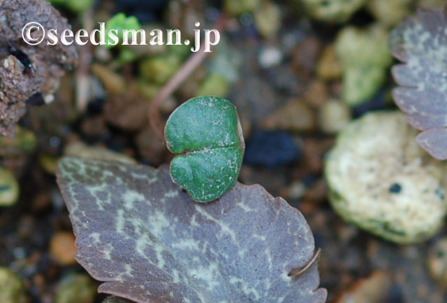 cyclamen_M_20120318