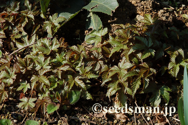 filipendula_purpurea_20120328
