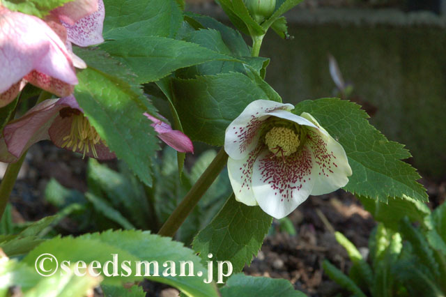 helleborus_orientalis_Spotted_20120328