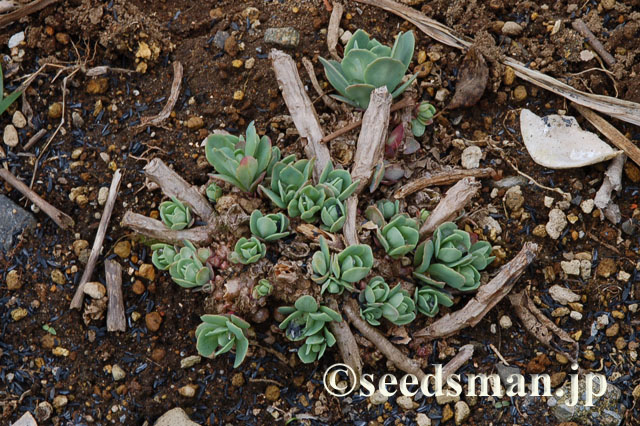 hylotelephium_spectabile_20120325