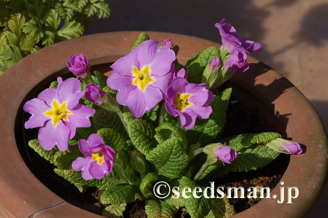 primula_x_Pruhoniciana_20120329