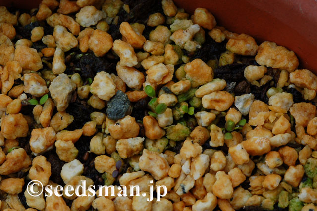 thalictrum_rochebrunianum_20120319