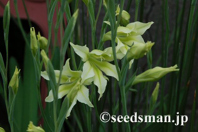 gladiolus_tristis_v_concolor_viridiflora_20120426