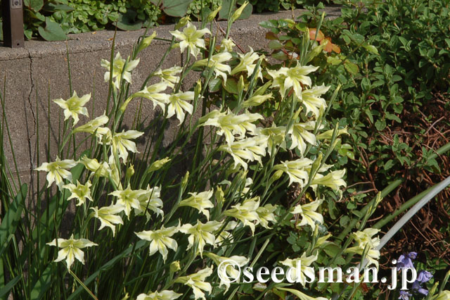 gladiolus_tristis_v_concolor_viridiflora_20120429