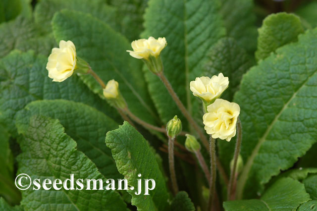 primula_DoublePrimrose_20120421