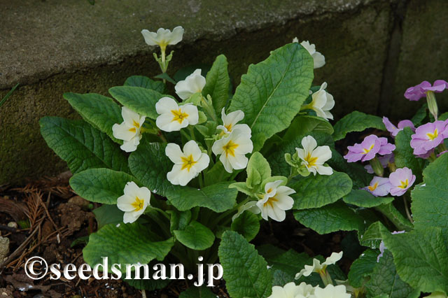 primula_JackintheGreen_20120421