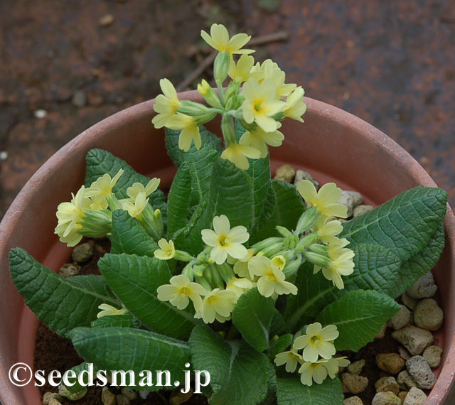 primula_elatior_20120417