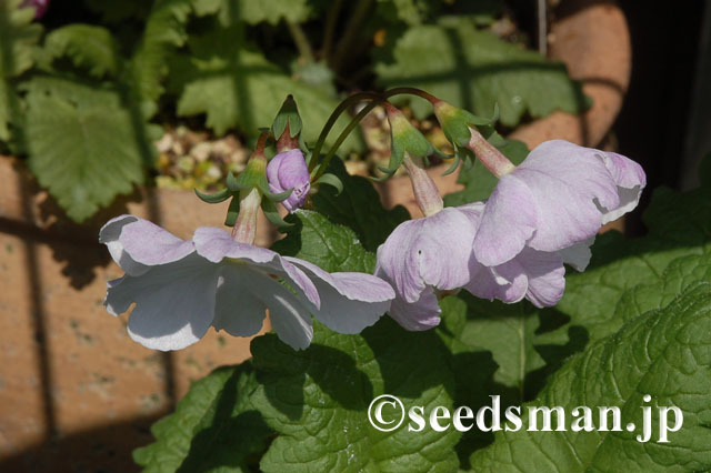 primula_sieboldii_Fuji-no-Sato_20120429
