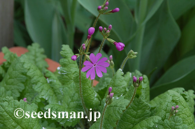 primula_sieboldii_Yatsugatake_20120421