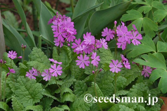 primula_sieboldii_Yatsugatake_20120426
