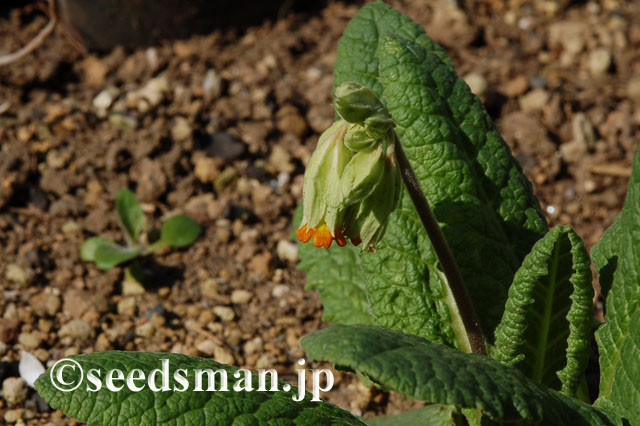 primula_veris_Red_20120409
