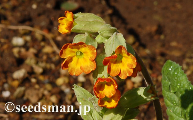 primula_veris_Red_20120412