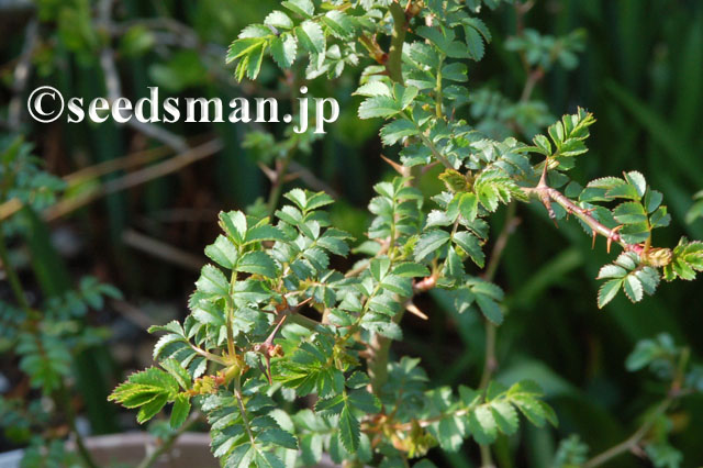 rosa_hirtula_20120416