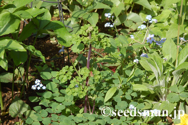thalictrum_aquilegifolium_hyb_20120429