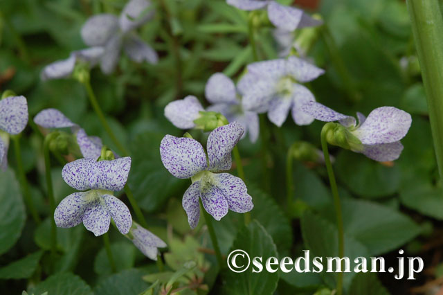 viola_sororia_Freckles_20120424