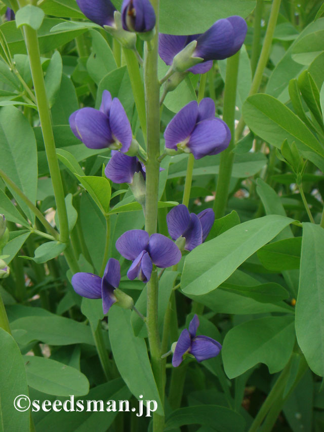 baptisia_australis_20120512_2