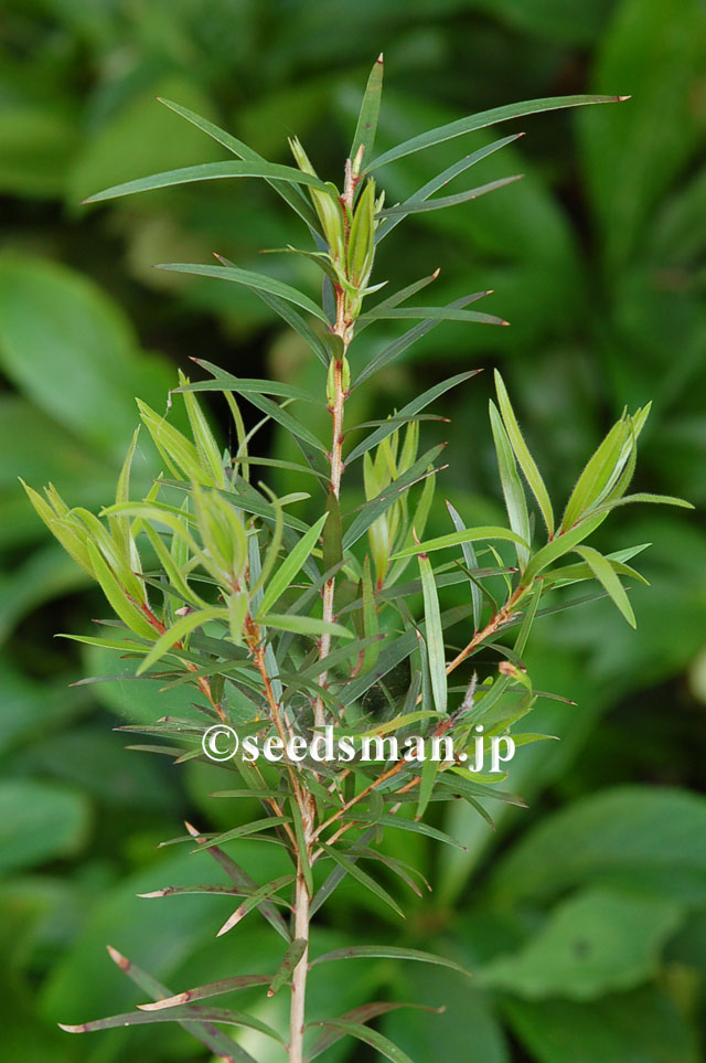 callistemon_viminalis_20120524