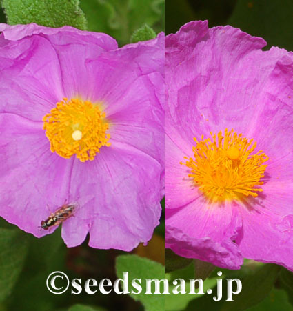 cistus_incanus_20120526_2