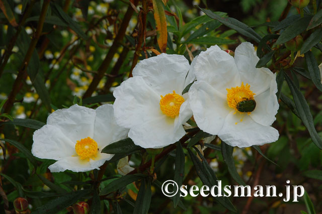 cistus_ladanifer_20120517_1 cistus_ladanifer_20120517_1