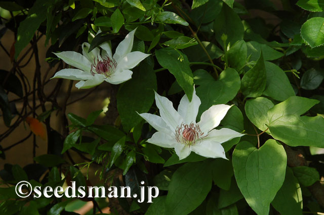 clematis_patens_20120508_1 clematis_patens_20120508_1