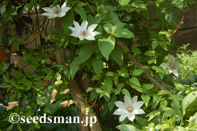 clematis_patens_20120508_2 clematis_patens_20120508_2