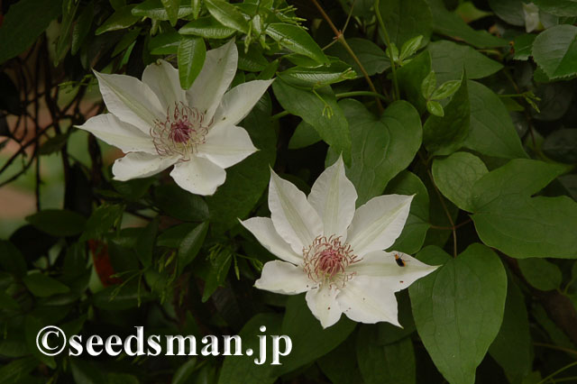 clematis_patens_20120509