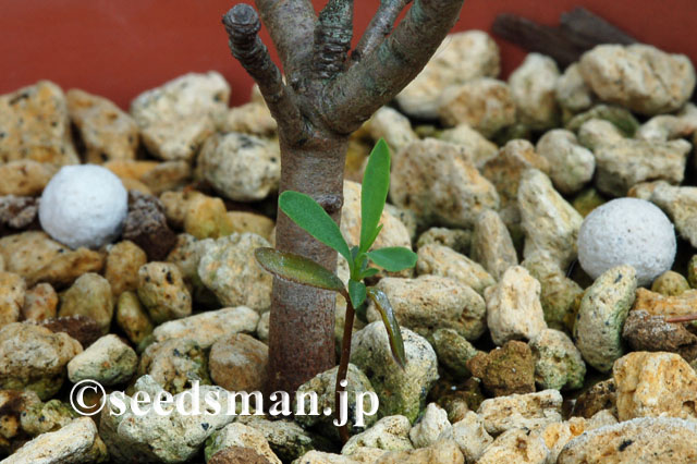 daphne_alpina_20120501