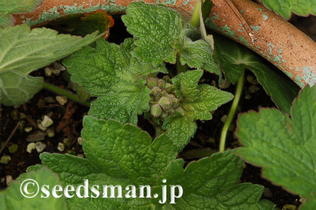 geranium_eriostemon_20120511