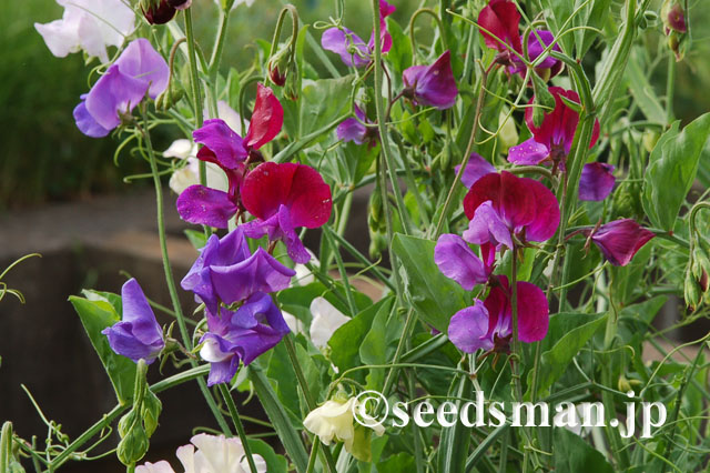 lathyrus_odorata_SweetDreams_20120531_1