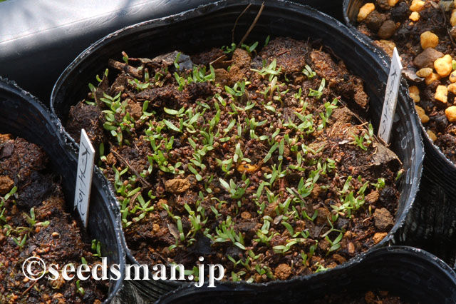 papaver_orientale_CoralReef_20120527