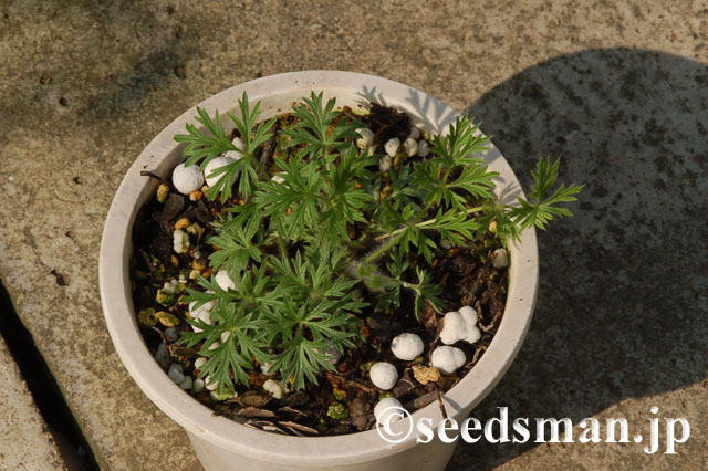 pulsatilla_vulgaris_20120506