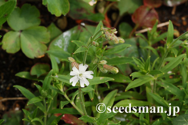 silene_repens_v_apoiensis_20120531