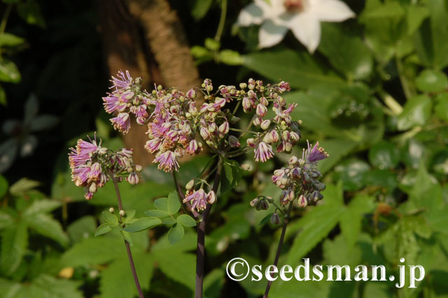 thalictrum_aquilegifolium_hyb_20120510_1