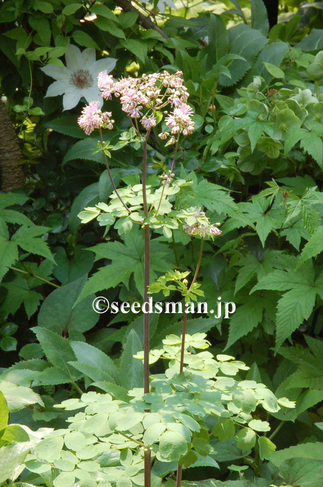 thalictrum_aquilegifolium_hyb_20120510_2 thalictrum_aquilegifolium_hyb_20120510_2