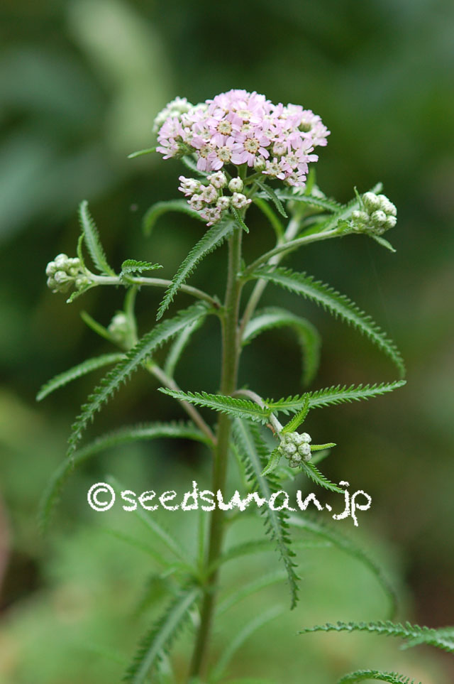 achillea_alpina_japonica_20120619