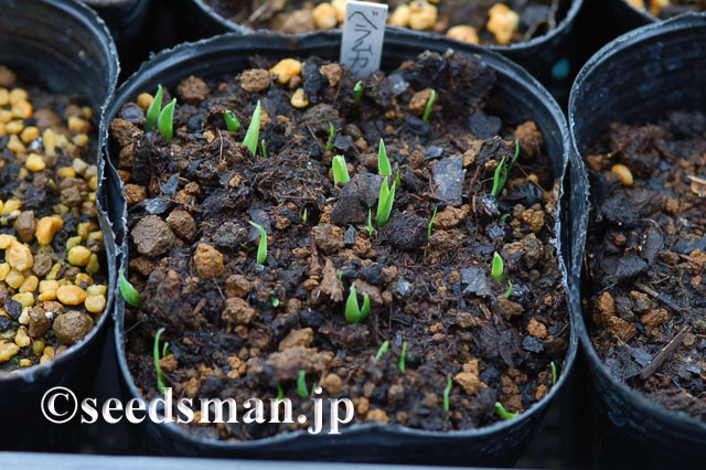 belamcanda_chinensis_20120605