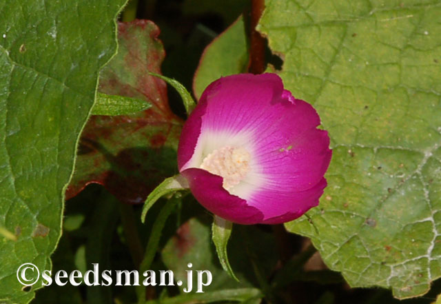 callirhoe_involucrata_20120602
