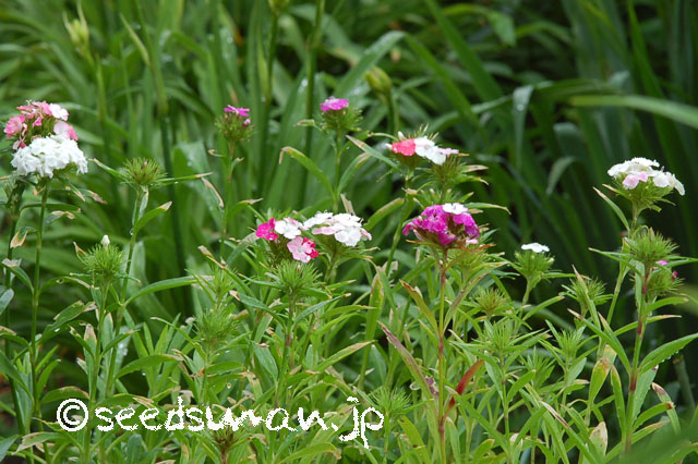 dianthus_barbatus_NovernaClown_20120617 dianthus_barbatus_NovernaClown_20120617