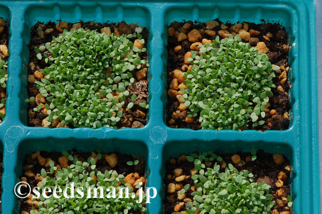 dianthus_deltoides_20120602