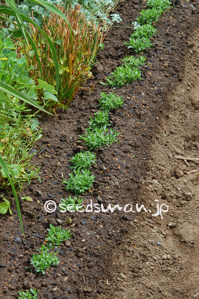 dianthus_deltoides_ArcticFire_20120630