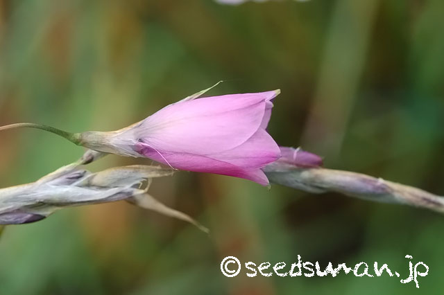 dierama_dracomontanum_20120623_1