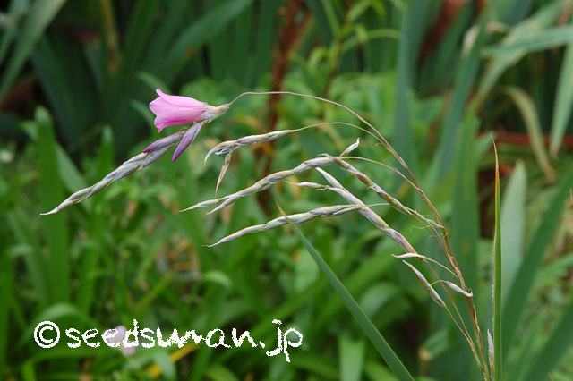 dierama_dracomontanum_20120623_2 dierama_dracomontanum_20120623_2