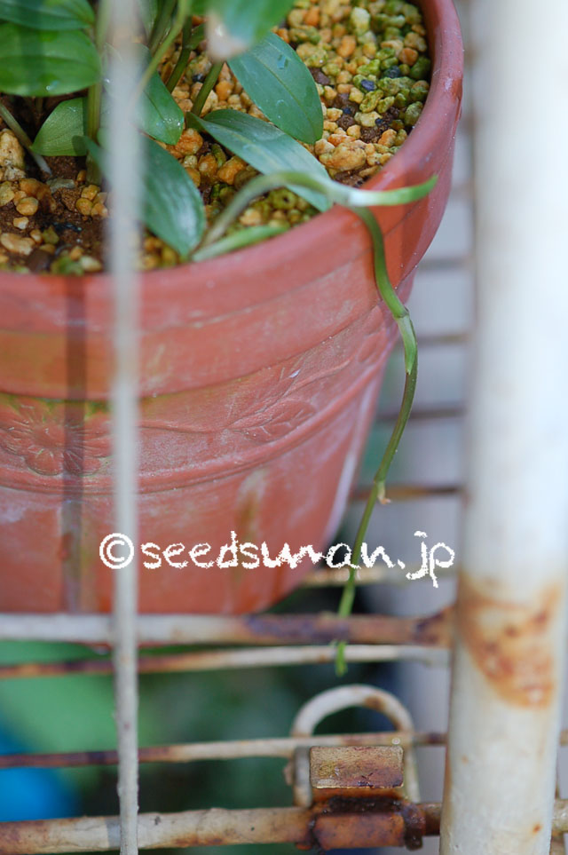 disporum_sessile_20120626