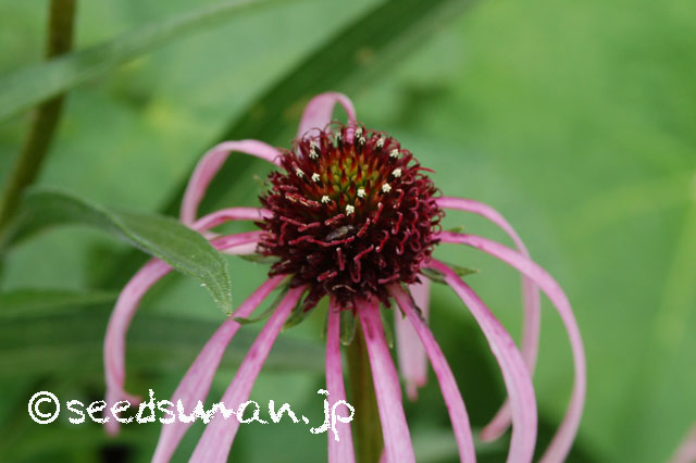 echinacea_pallida_20120613