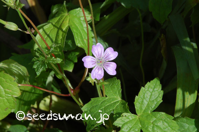 geranium_nodosum_20120620