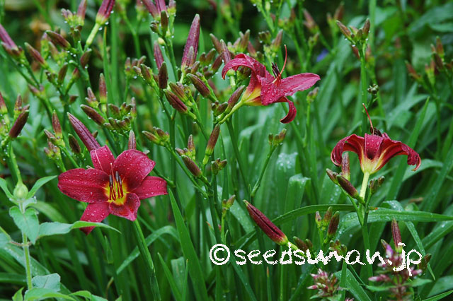 hemerocallis_LittleDandy_20120617_1 hemerocallis_LittleDandy_20120617_1